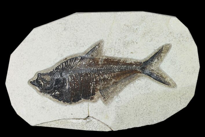Bargain, Fossil Fish (Diplomystus) - Green River Formation #138592